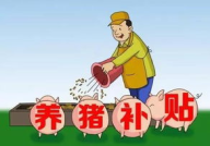 养猪政策2019新政策,补贴、环保与规模化养殖指南
