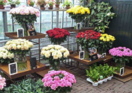 鲜花网店,探索鲜花网店的创新与未来