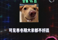 娱乐八卦吃瓜图片大全,吃瓜图片大全背后的娱乐八卦风云