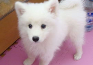 银狐犬,优雅与活力的完美结合，了解这一独特犬种